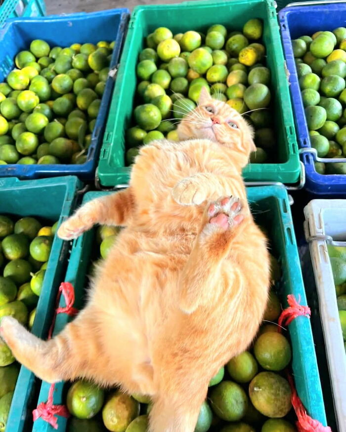 When Cats Clock In: Furry Workers Who’re Crushing The Job Game