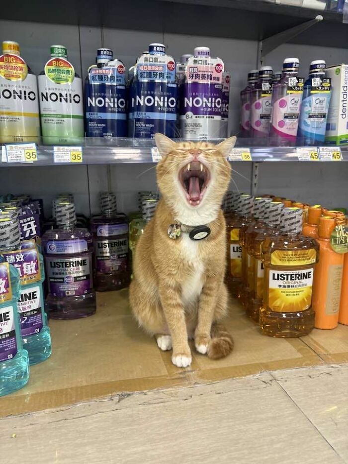 When Cats Clock In: Furry Workers Who’re Crushing The Job Game