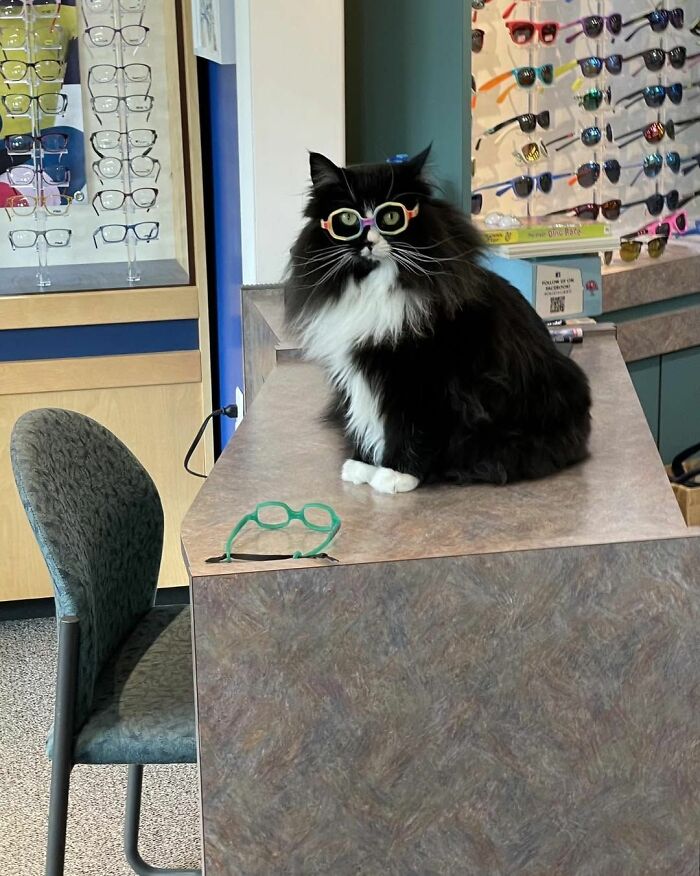 When Cats Clock In: Furry Workers Who’re Crushing The Job Game