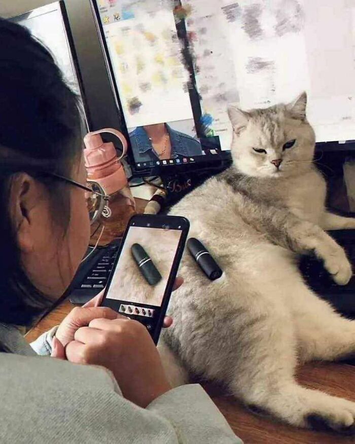 When Cats Clock In: Furry Workers Who’re Crushing The Job Game