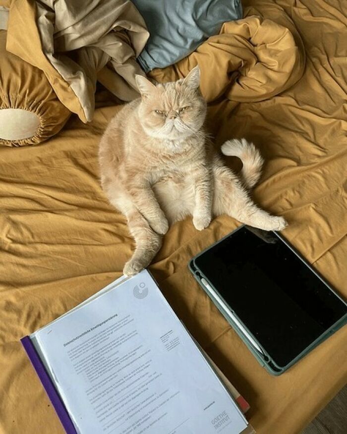 When Cats Clock In: Furry Workers Who’re Crushing The Job Game