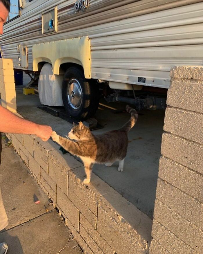 When Cats Clock In: Furry Workers Who’re Crushing The Job Game
