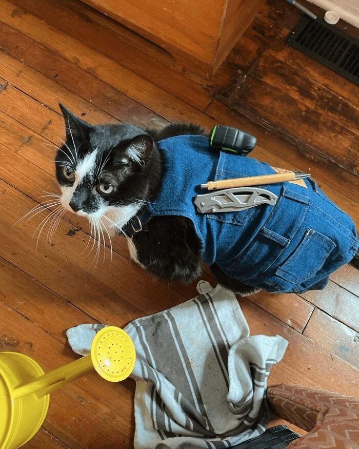 When Cats Clock In: Furry Workers Who’re Crushing The Job Game