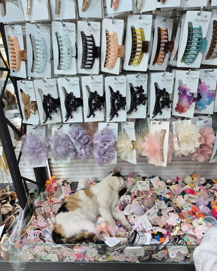 When Cats Clock In: Furry Workers Who’re Crushing The Job Game