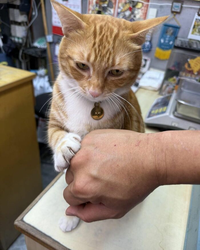When Cats Clock In: Furry Workers Who’re Crushing The Job Game