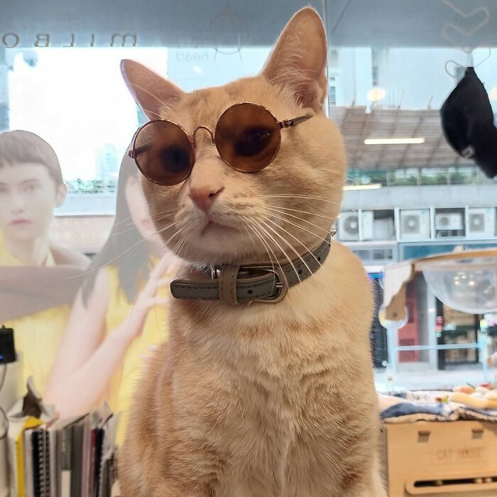 When Cats Clock In: Furry Workers Who’re Crushing The Job Game