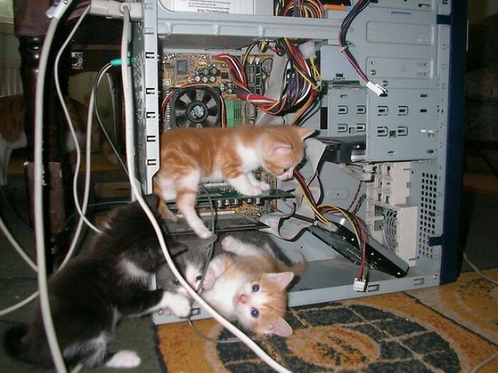 When Cats Clock In: Furry Workers Who’re Crushing The Job Game