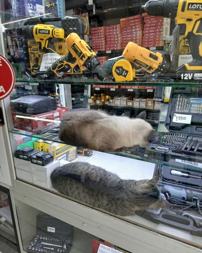 When Cats Clock In: Furry Workers Who’re Crushing The Job Game