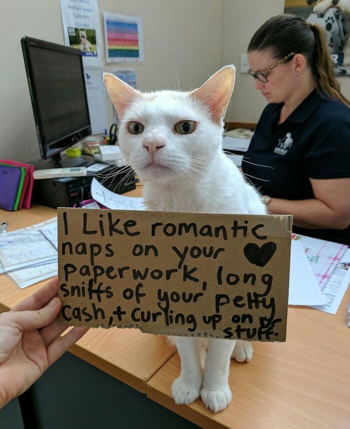 When Cats Clock In: Furry Workers Who’re Crushing The Job Game