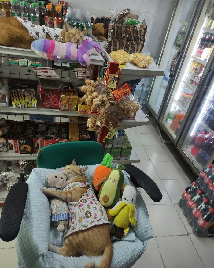 When Cats Clock In: Furry Workers Who’re Crushing The Job Game