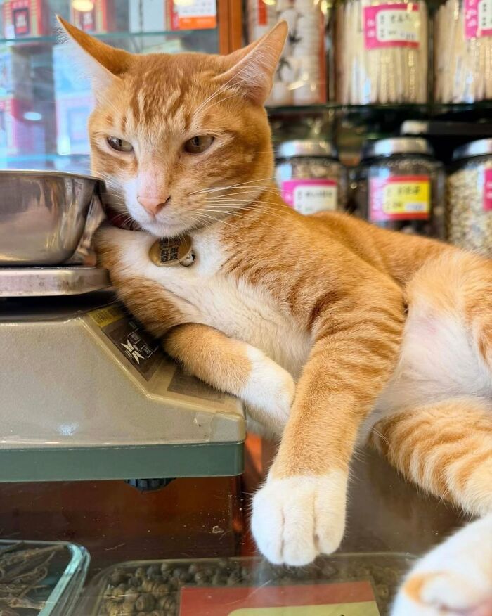 When Cats Clock In: Furry Workers Who’re Crushing The Job Game