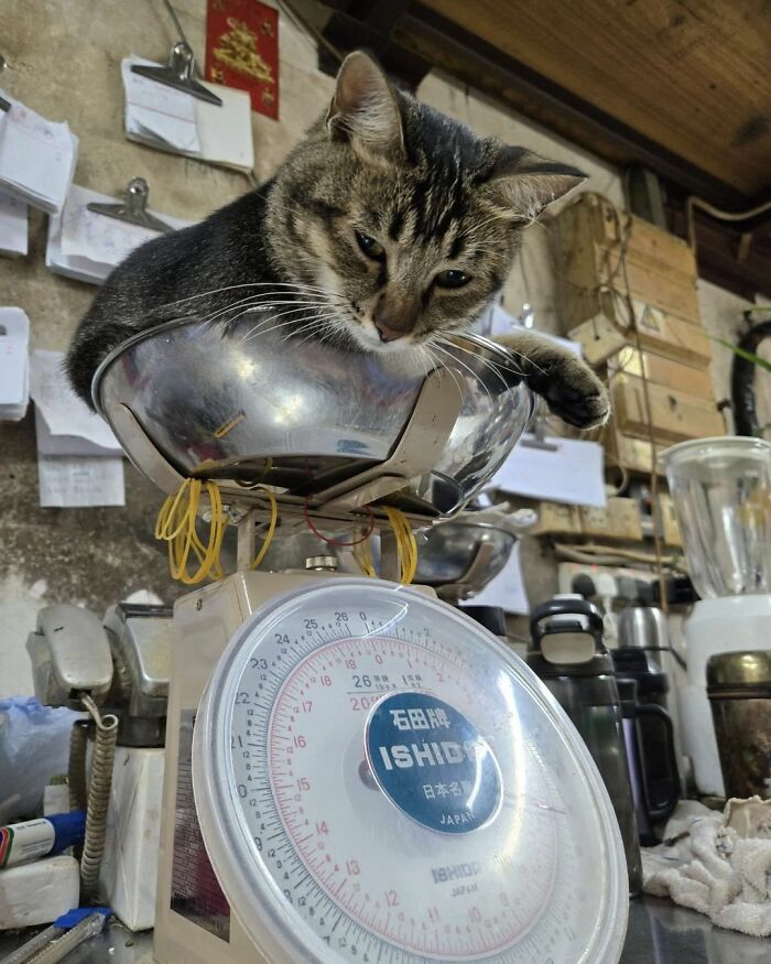 When Cats Clock In: Furry Workers Who’re Crushing The Job Game