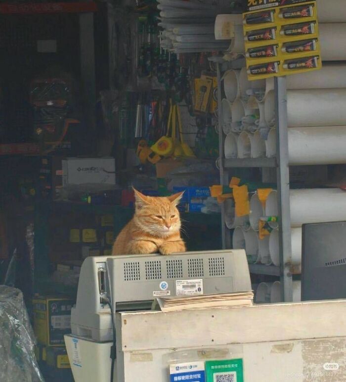 When Cats Clock In: Furry Workers Who’re Crushing The Job Game