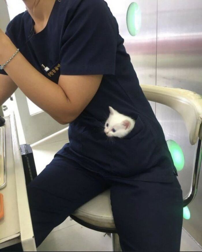 When Cats Clock In: Furry Workers Who’re Crushing The Job Game