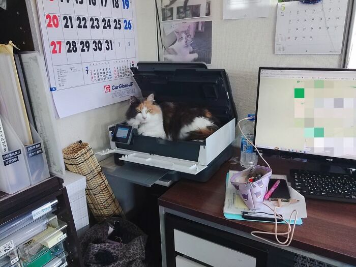 When Cats Clock In: Furry Workers Who’re Crushing The Job Game