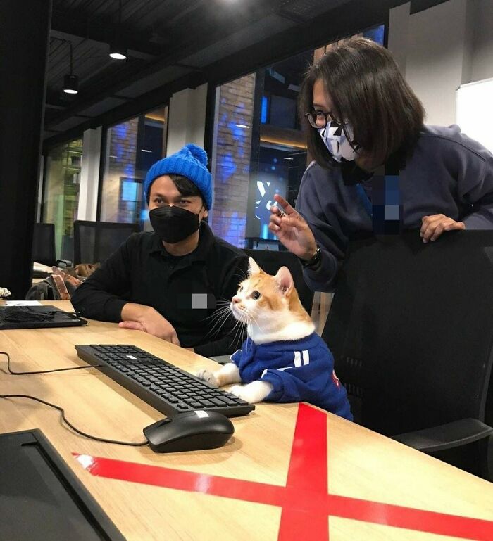 When Cats Clock In: Furry Workers Who’re Crushing The Job Game