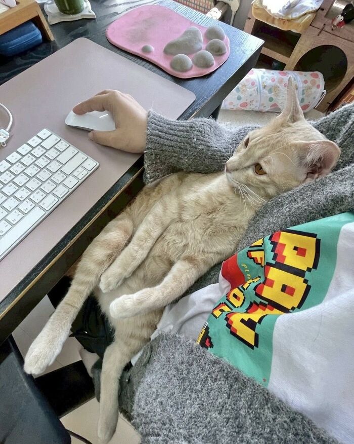 When Cats Clock In: Furry Workers Who’re Crushing The Job Game