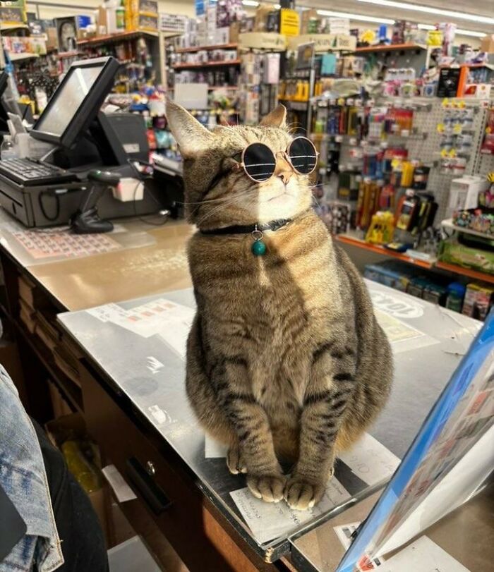 When Cats Clock In: Furry Workers Who’re Crushing The Job Game
