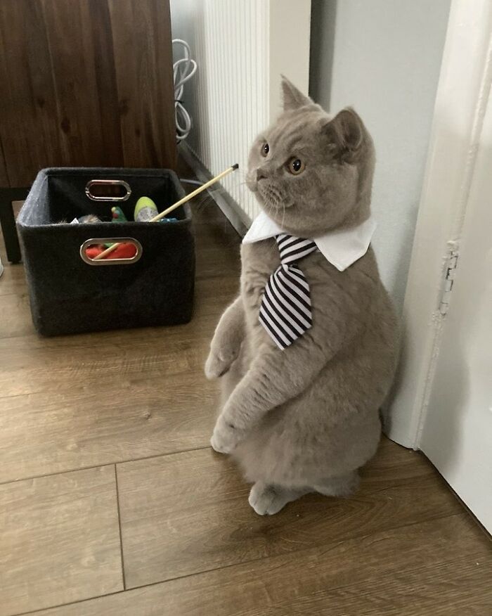 When Cats Clock In: Furry Workers Who’re Crushing The Job Game