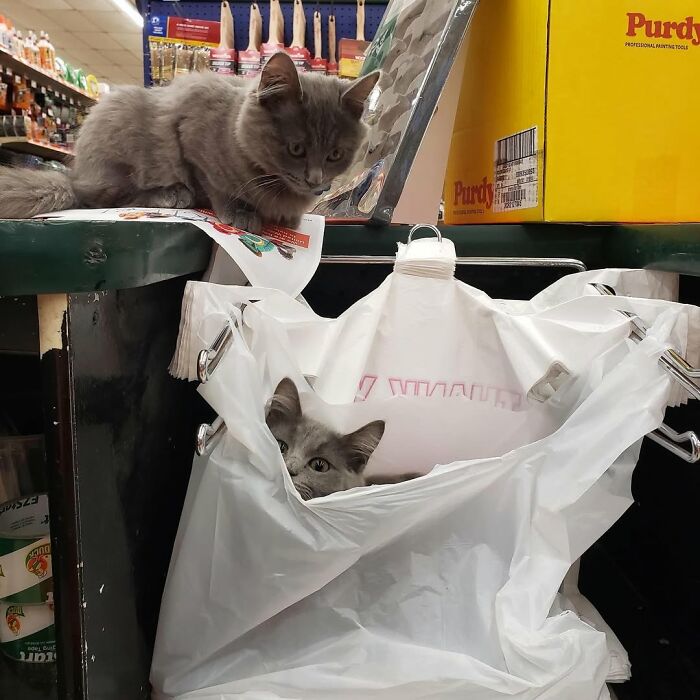 When Cats Clock In: Furry Workers Who’re Crushing The Job Game