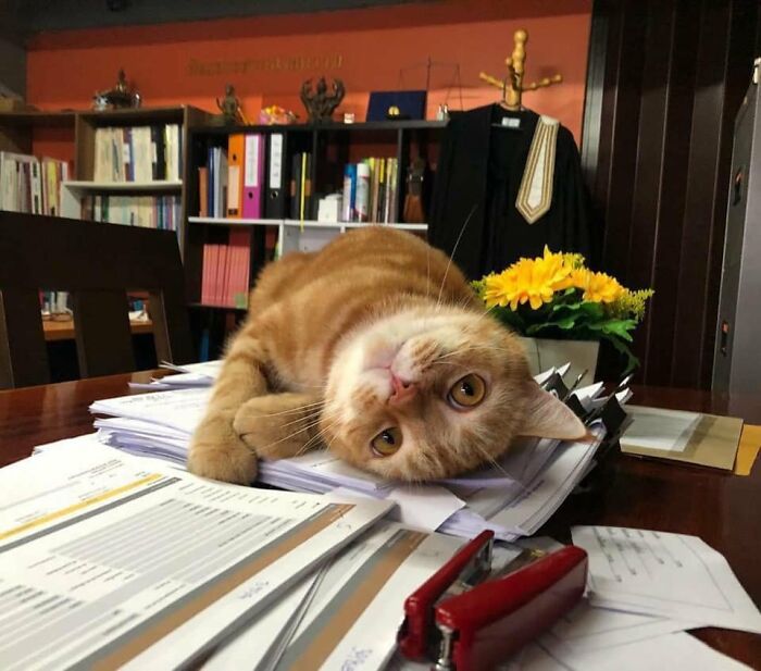 When Cats Clock In: Furry Workers Who’re Crushing The Job Game