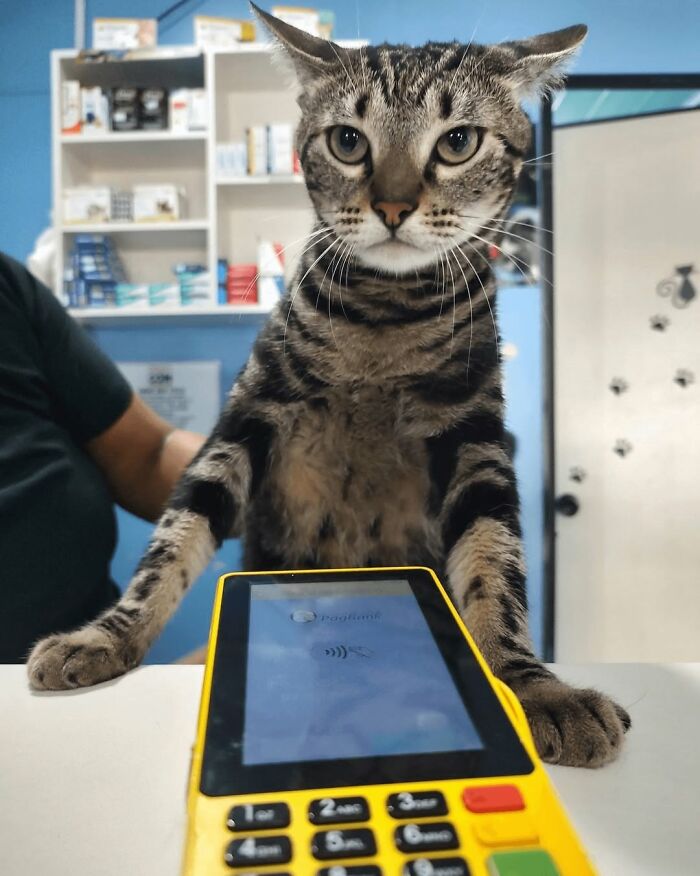 When Cats Clock In: Furry Workers Who’re Crushing The Job Game