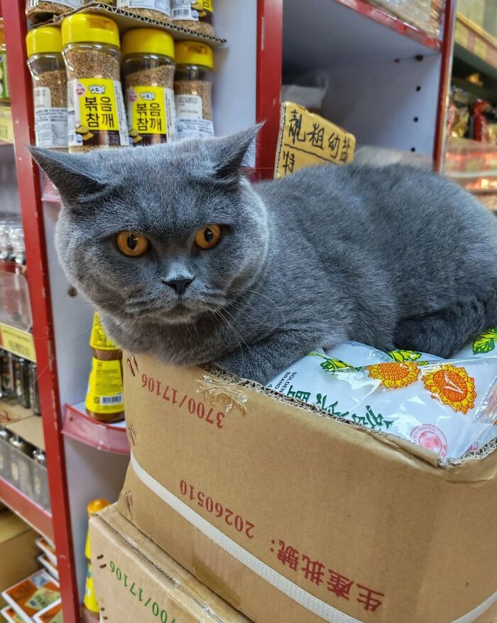 When Cats Clock In: Furry Workers Who’re Crushing The Job Game
