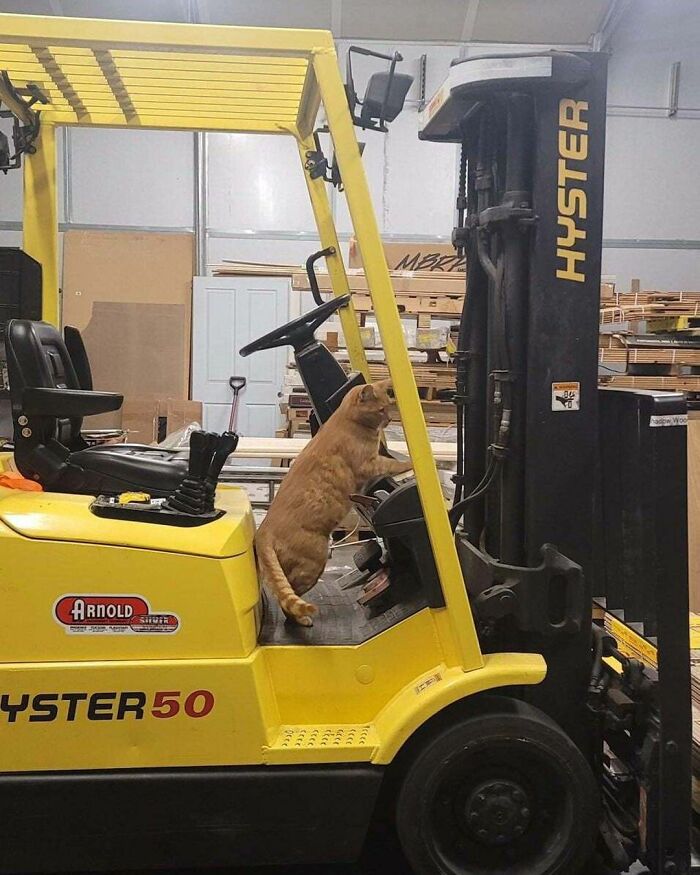 When Cats Clock In: Furry Workers Who’re Crushing The Job Game