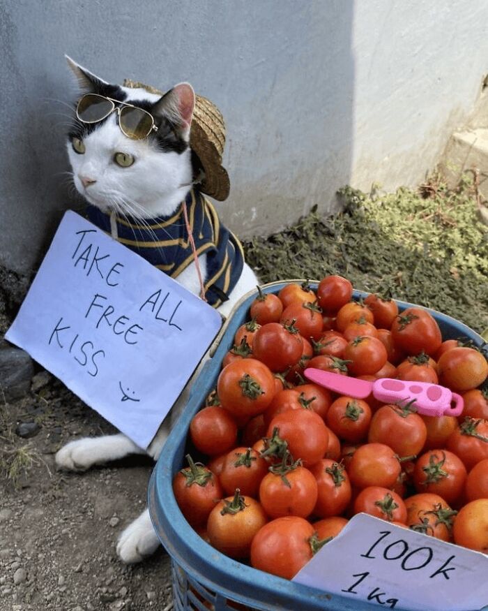 When Cats Clock In: Furry Workers Who’re Crushing The Job Game
