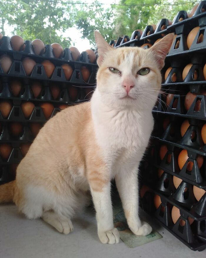 When Cats Clock In: Furry Workers Who’re Crushing The Job Game
