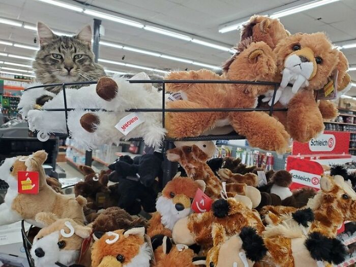 When Cats Clock In: Furry Workers Who’re Crushing The Job Game