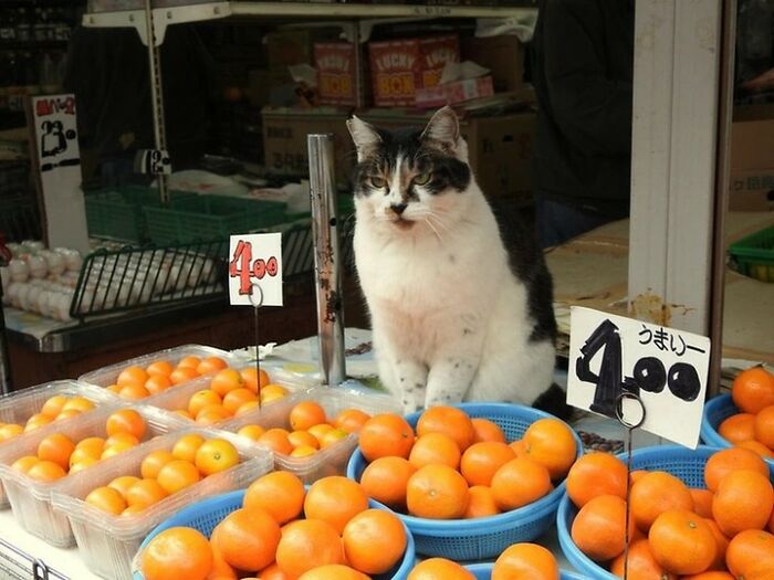 When Cats Clock In: Furry Workers Who’re Crushing The Job Game