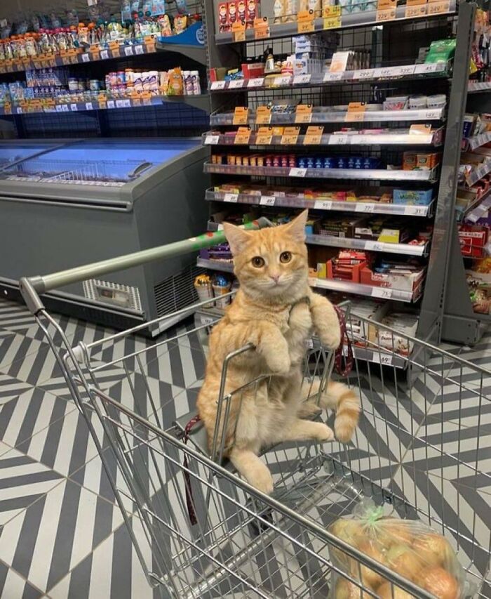 When Cats Clock In: Furry Workers Who’re Crushing The Job Game