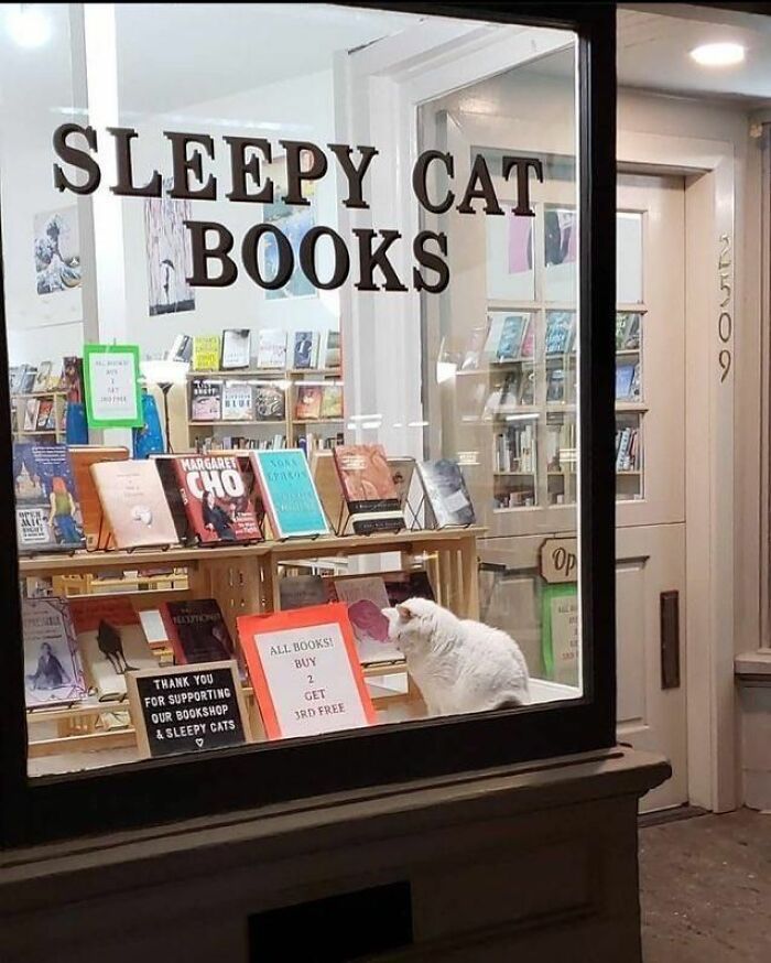 When Cats Clock In: Furry Workers Who’re Crushing The Job Game