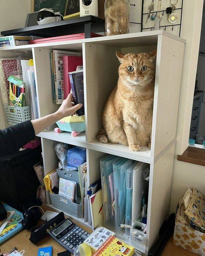 When Cats Clock In: Furry Workers Who’re Crushing The Job Game