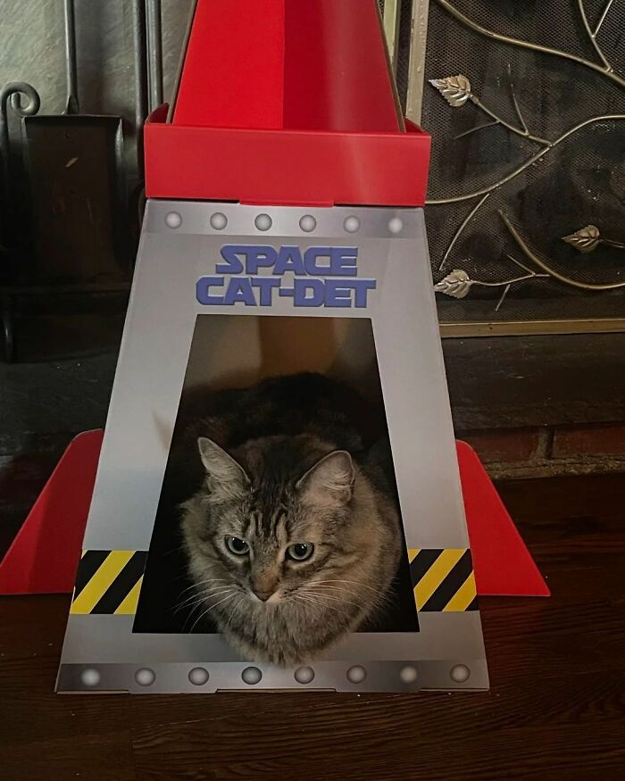 When Cats Clock In: Furry Workers Who’re Crushing The Job Game