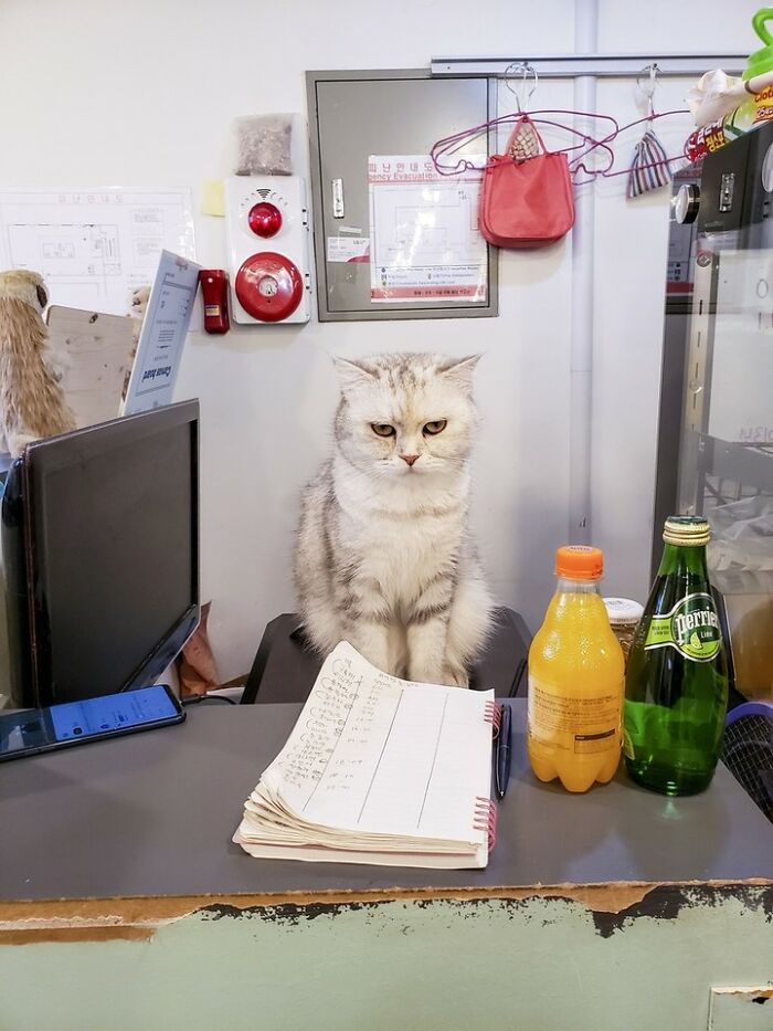 When Cats Clock In: Furry Workers Who’re Crushing The Job Game