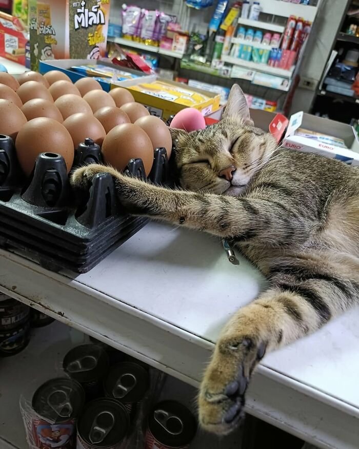 When Cats Clock In: Furry Workers Who’re Crushing The Job Game