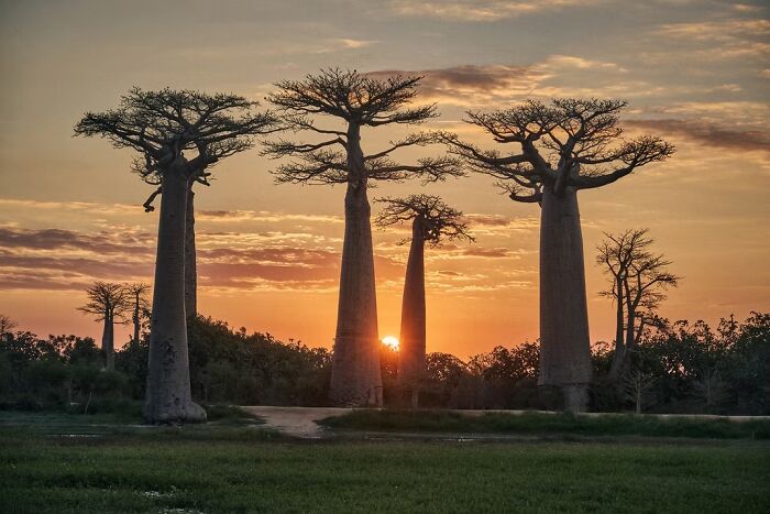 Sunset Silhouettes With Baobabs By Héctor Ruiz