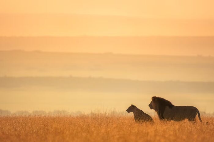 Lion King Moment By Preeti And Prashant Chacko