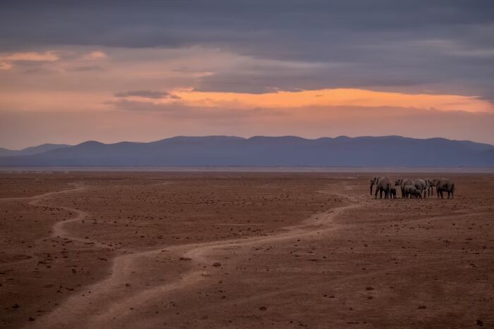 Elephants At Sunset, Check! By Preeti And Prashant Chacko