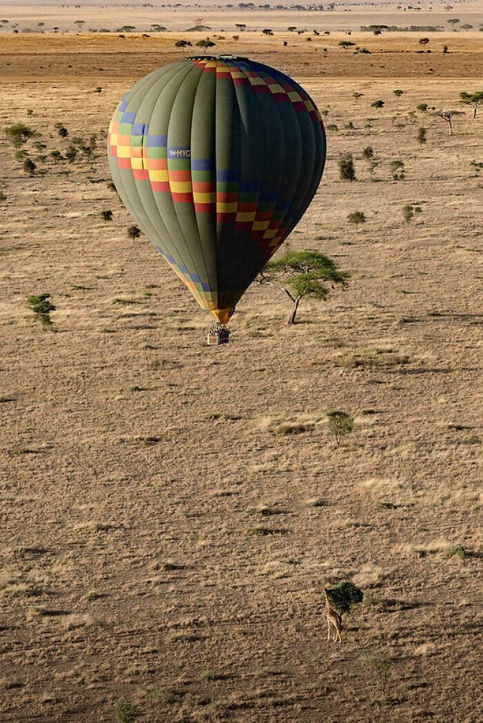 Giraffe Meets Hot-Air Balloon By Julijana Zandersone