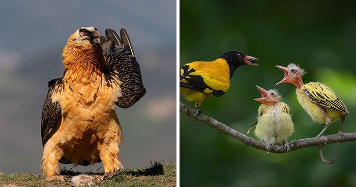 36 Bird Pics That Are Seriously WOW!