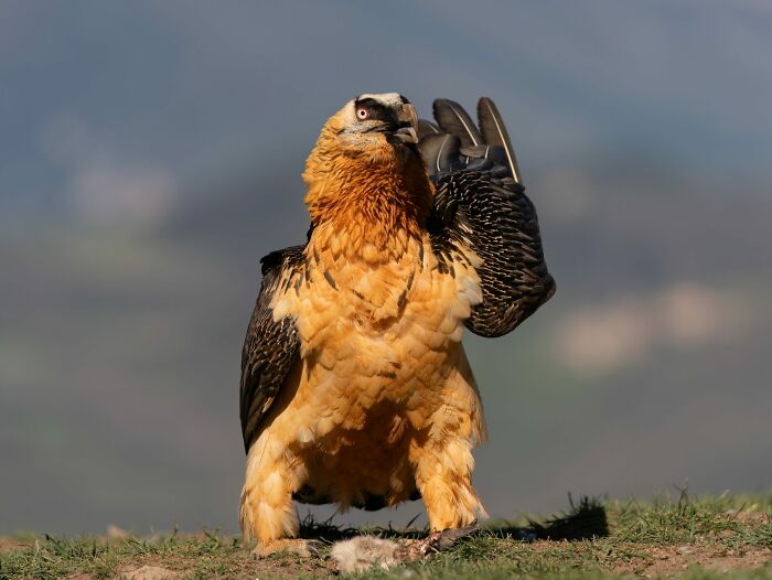 Finger-Licking Vulture!