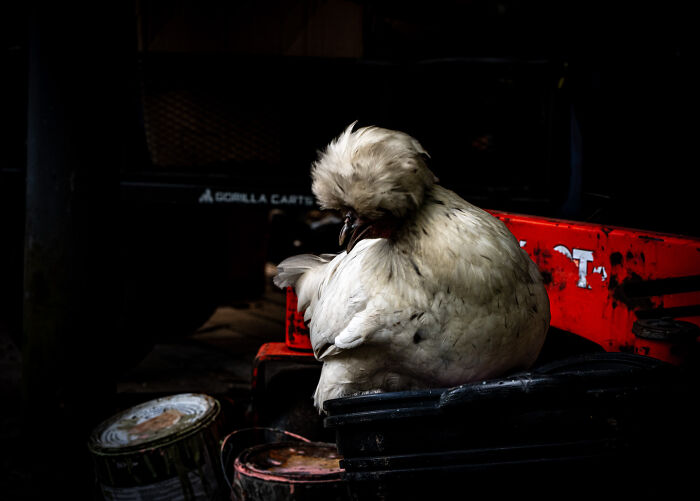 Chicken Just Chillin’ On Paint Cans
