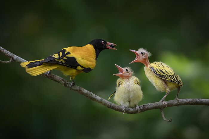 Oriole Parenting 101