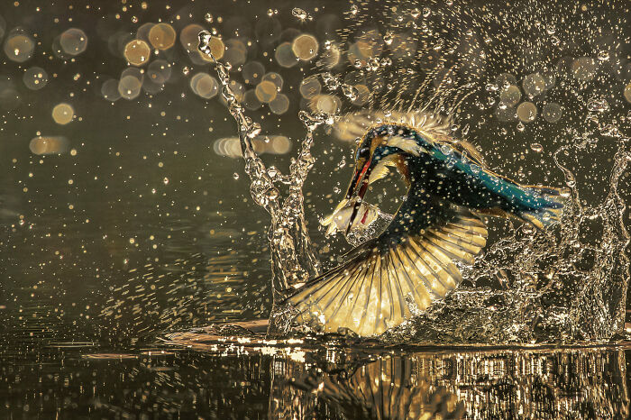 Fish Dance? Bird Style!