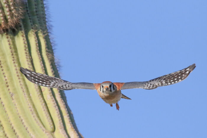 Kestrel On The Hunt
