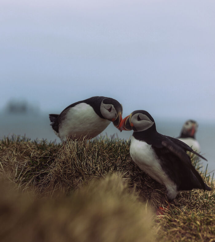 Birds In Love (And The Third Wheel)