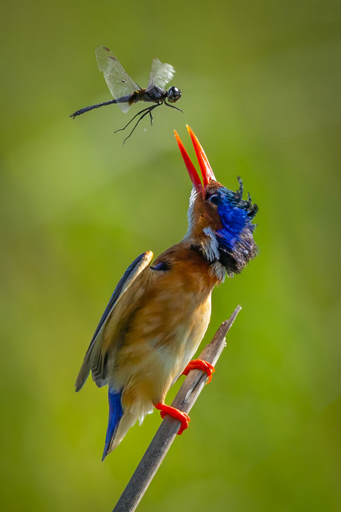 Dragonfly’s Brief Pit Stop
